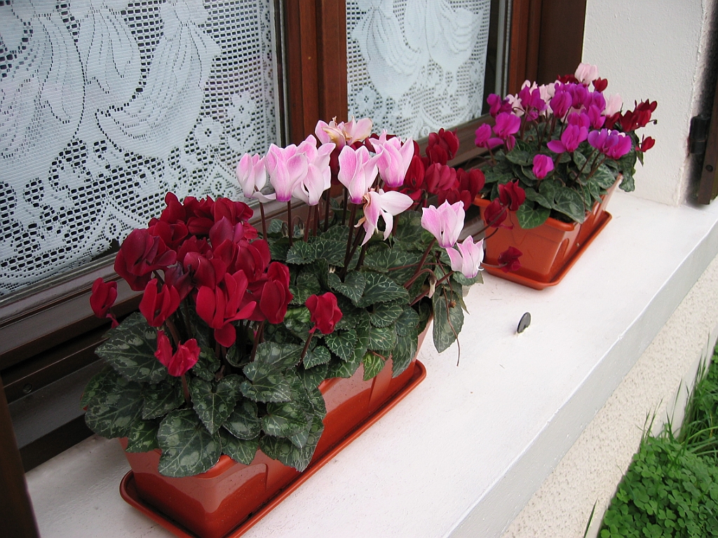 Cyclamens 01.jpg